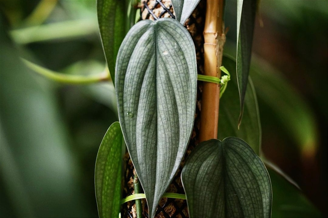 Philodendron Burle Marx Fantasy, Tanaman Hias yang Bikin Berfantasi